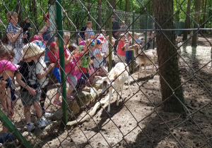 Dzieci oglądają zagrodę z danielami