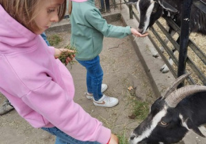 Wycieczka do gospodarstwa agroturystycznego "Pod Kogutem" cz9