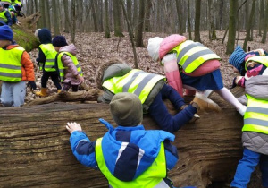 Dzieci uczestniczą w lekcji przyrodniczej w Lesie Bielańskim cz.4