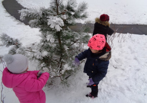 Obserwacje śniegu na gałęziach drzew