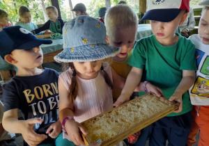 Oglądamy plastry miodu