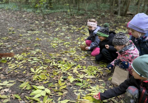 Spacer po Lasku, obserwacja zmieniającej się przyrody