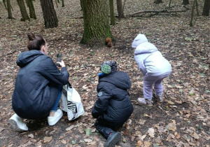 Dokarmianie wiewióreczek