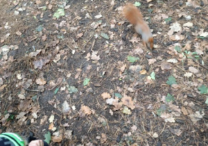 Spacer po dywanie z liści