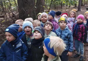 Obserwujemy jesienny las