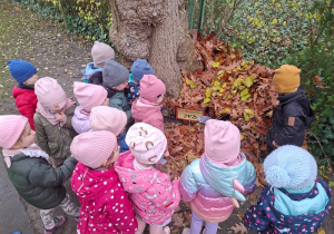 Podglądanie "Domku dla jeża"