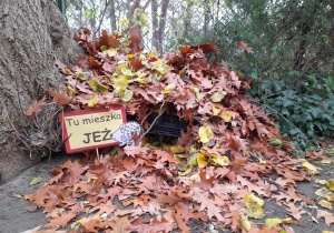 A oto nasze dzieło - teraz codziennie będziemy prowadzić obserwację, czy nowy lokator już tam jest