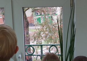 Obserwujemy przez okno przyrodę w naszym ogrodzie