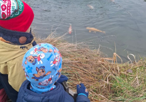 Stawik z pięknymi Karpiami zachwycił dzieci