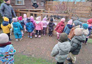 Poznajemy zwyczaje indyka i innych ptaków zamieszkujących kurnik