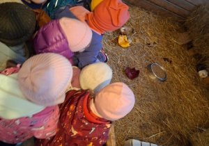 Poznajmy zwyczaje świnek morskich