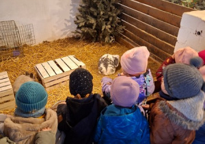 Poznajemy zwyczaje królików