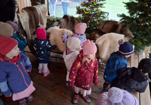 Podziwiamy świnki morskie