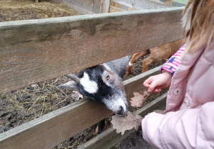 Karmimy przyjacielskie kózki