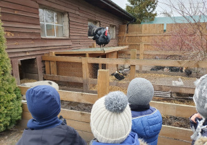 Obserwujemy zachowanie dumnego indora