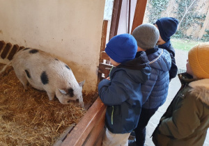 Spotkanie z sympatycznymi świnkami
