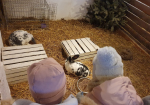 W zagrodzie u królików