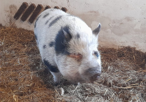 Na spotkanie z nami przyszła również do nas duuuża świnka, która wywołała radość na naszych buziach