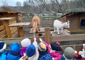 W zagrodzie czekały na nas głodne kozy