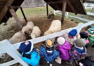 Baranki pokazały nam swoje kożuszki i dały nam się pogłaskać
