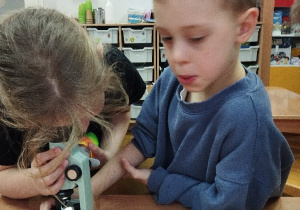 Obserwacje fragmentu liścia pod mikroskopem