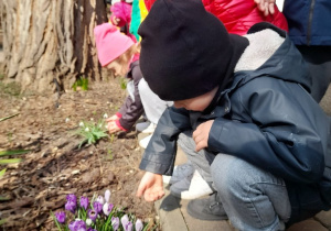 oraz owadami, które pojawiły się wraz z kwiatami