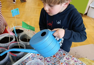 Owies zasiany czas na podlanie roślinek