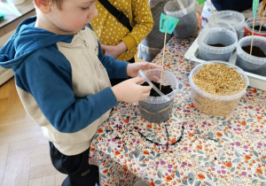 Wspólne wysiewanie owsa daje możliwość obserwacji zmian zachodzących z dnia na dzień w roślinach