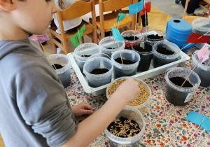 Święta tuż tuż - Dzięcioły sieją owies