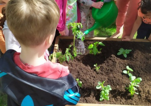 Podlewanie posadzonych pomidorków